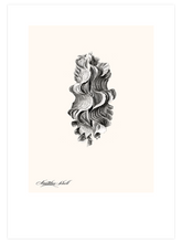 Deniz Kabuğu N2 - Art Print